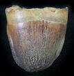 Cretaceous Fossil Crocodile Tooth - Morocco #26289-1